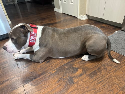 Customer photo review of Red Bully Proof Collar