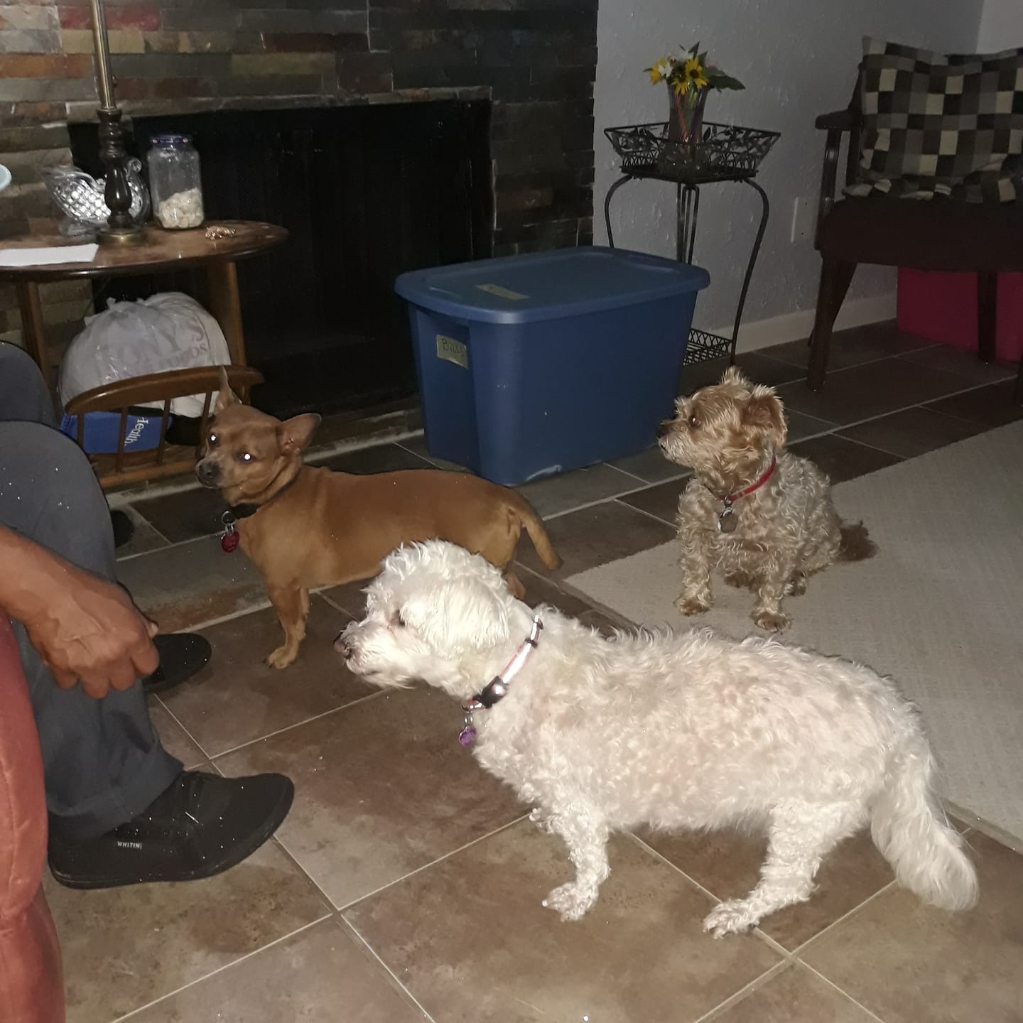 Customer photo review of Wild Alaskan Salmon Oil for Dogs | Omega 3, 6 & 9 | Petsmont Omega Love+