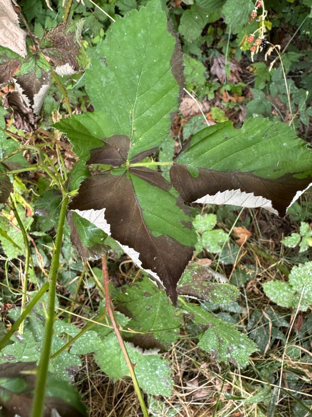 Customer photo review of Mirimichi Green Weed Control (concentrate)