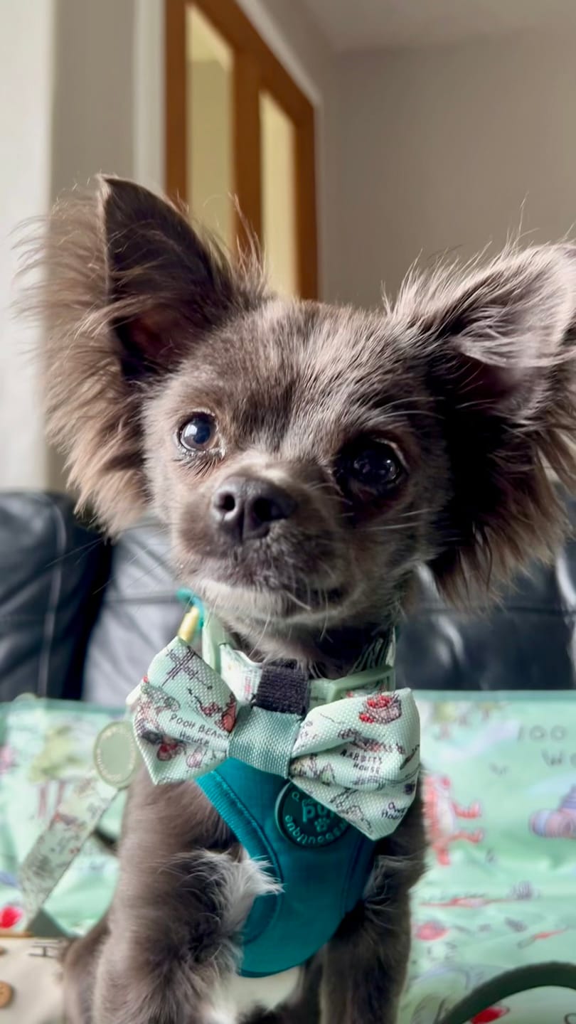 Customer photo review of Disney© Collar - 100 Aker Wood