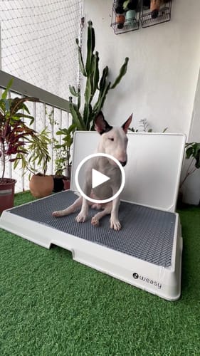 Customer video review of Weasy Cão