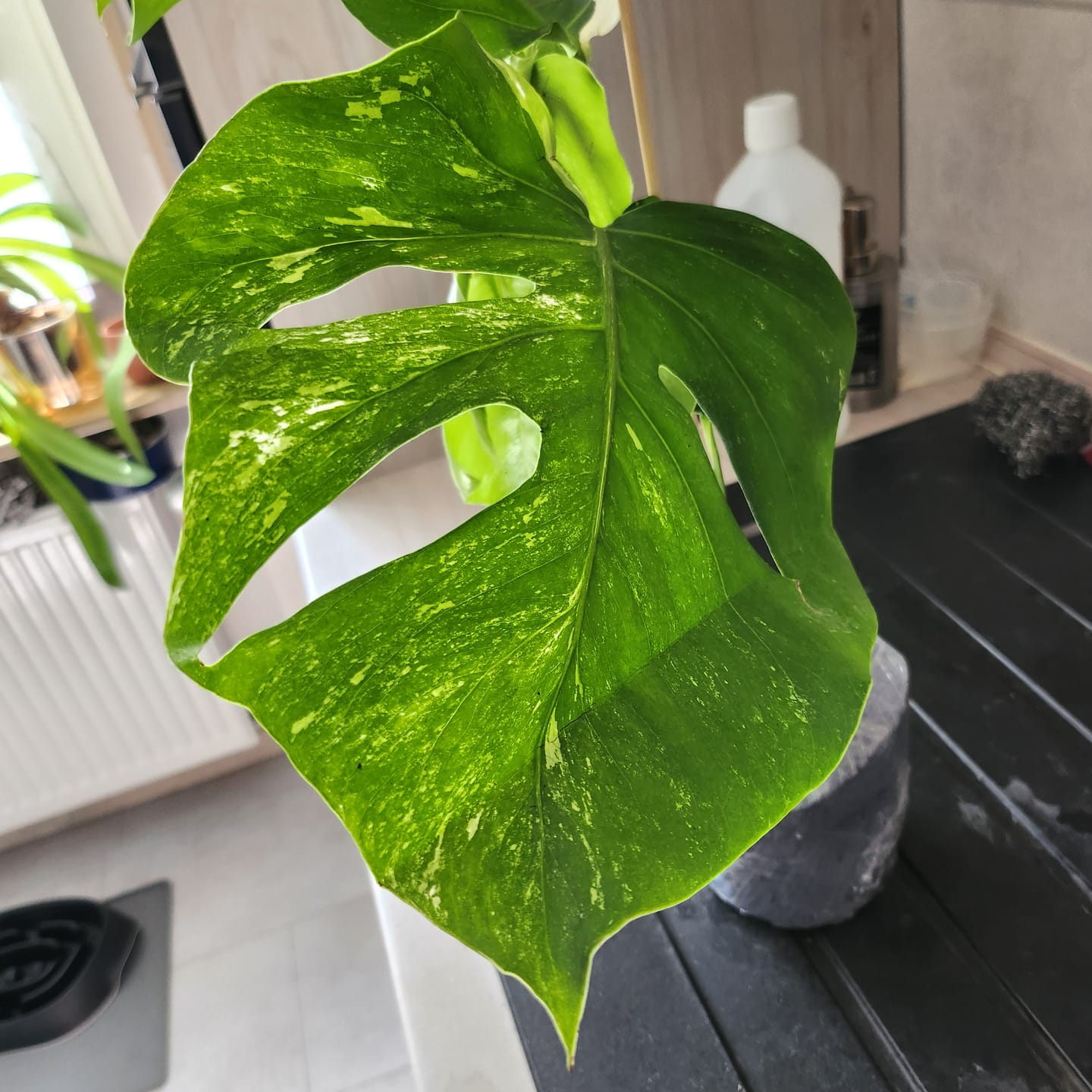 Customer photo review of MONSTERA DELICIOSA VARIEGATA