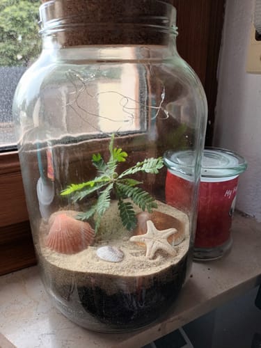 Customer photo review of Flaschengarten "Palm Beach" - limitierte Edition