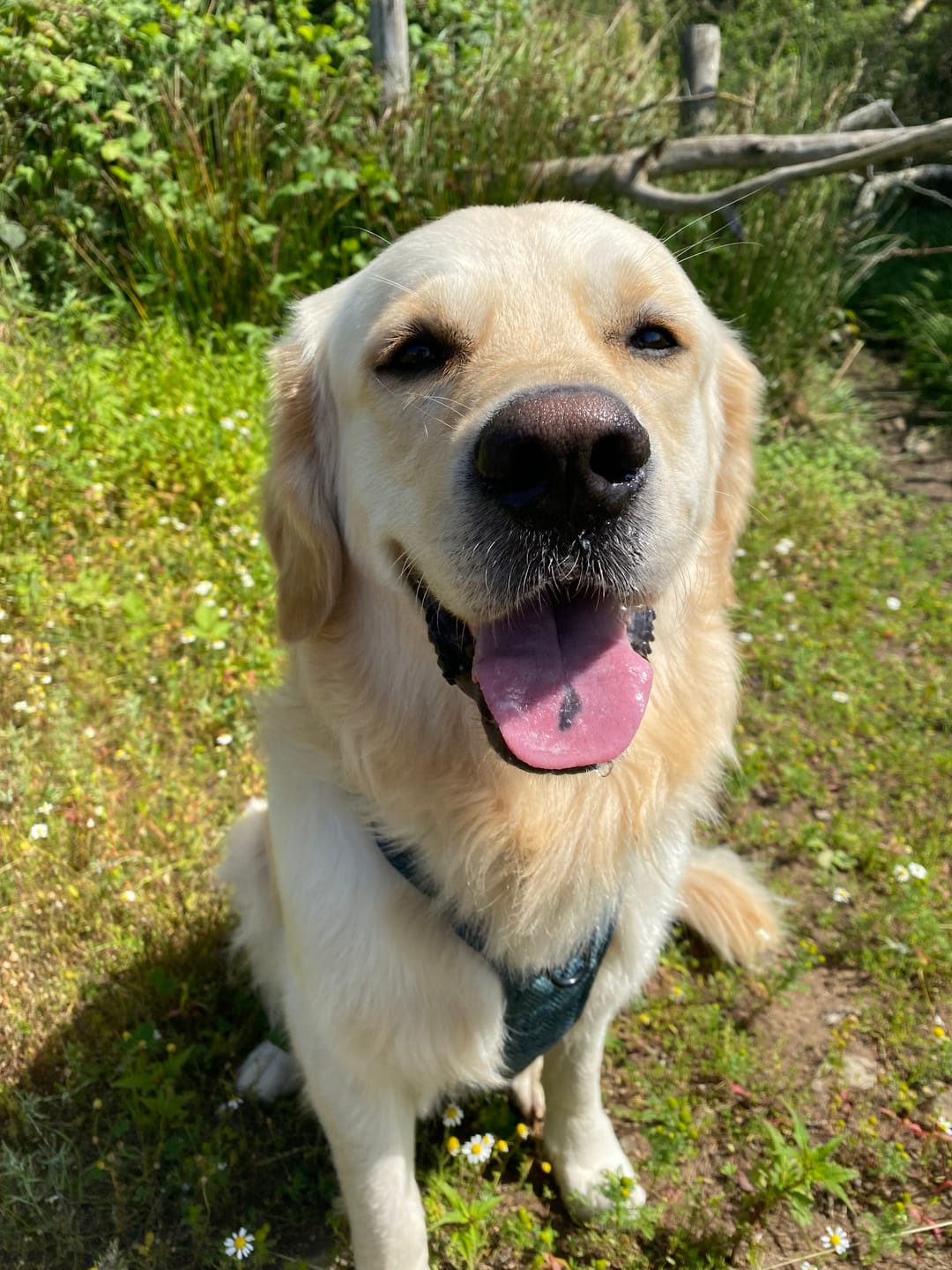 Customer photo review of Tough Trails™ Harness - Country Teal