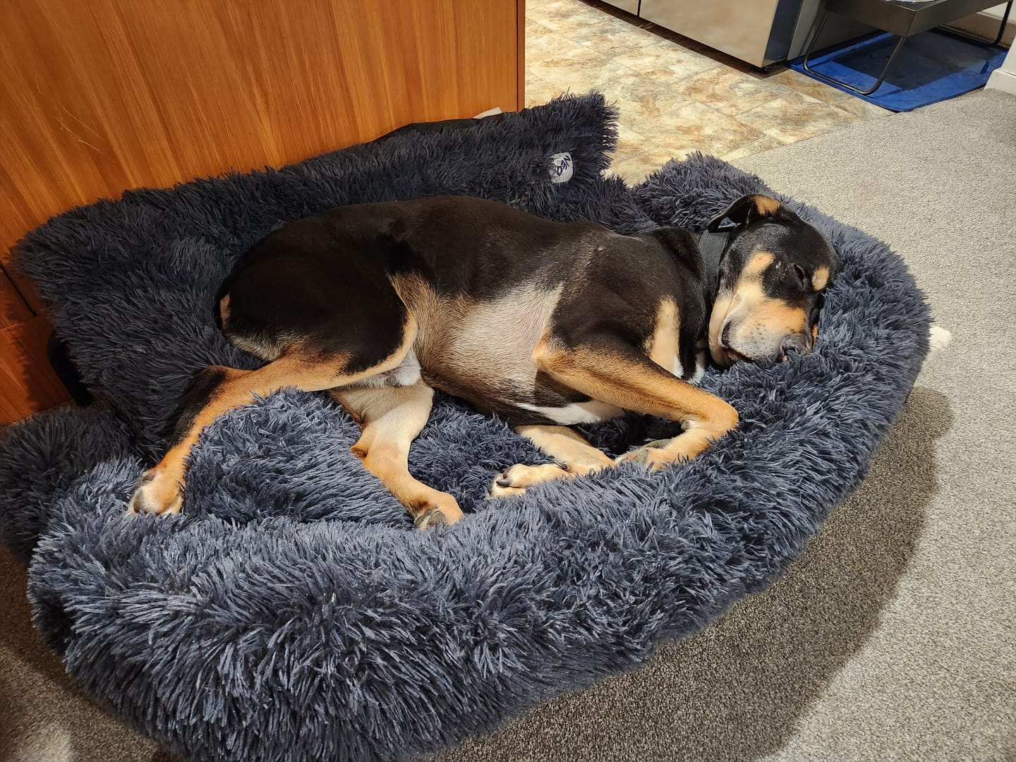 Customer photo review of Calming Couch Bed