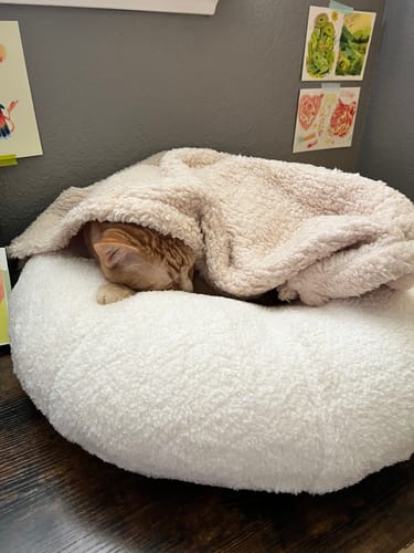 Customer photo review of Sunny Poppy Pudding Bed