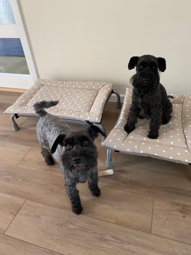 Customer photo review of 40% OFF Dotty Taupe & Beige Velvet Luxury Reversible Pad