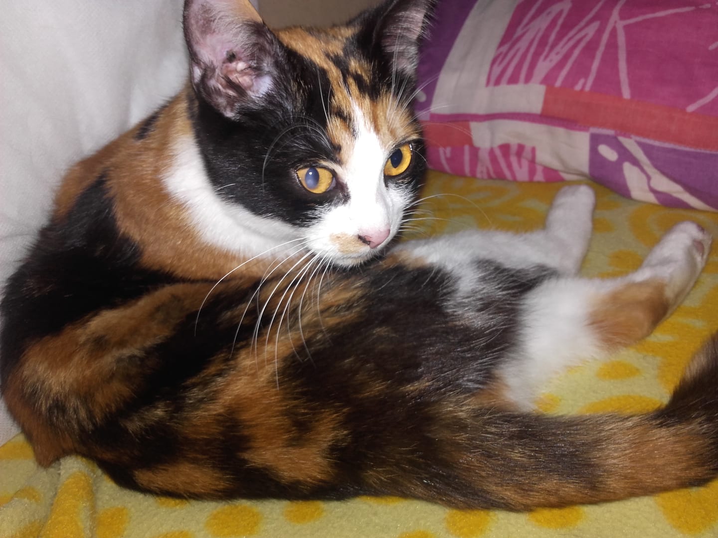 Customer photo review of Échantillon de croquettes riches en volaille (chaton)