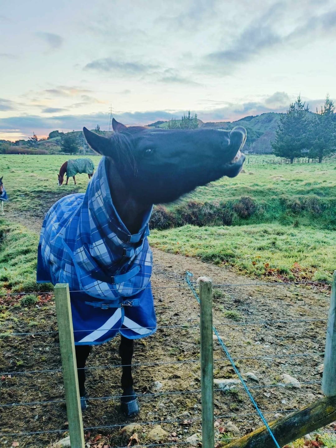 Customer photo review of EquiBind