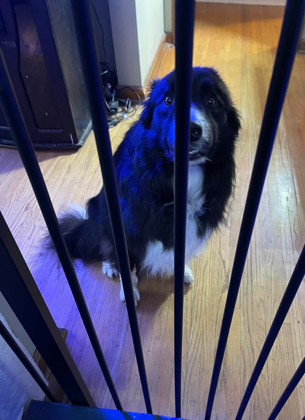 Customer photo review of FairyBaby 40" Extra Tall Baby Gate in Heavy Duty Design