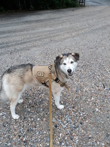 Customer photo review of 4MBH Harness Exchanges