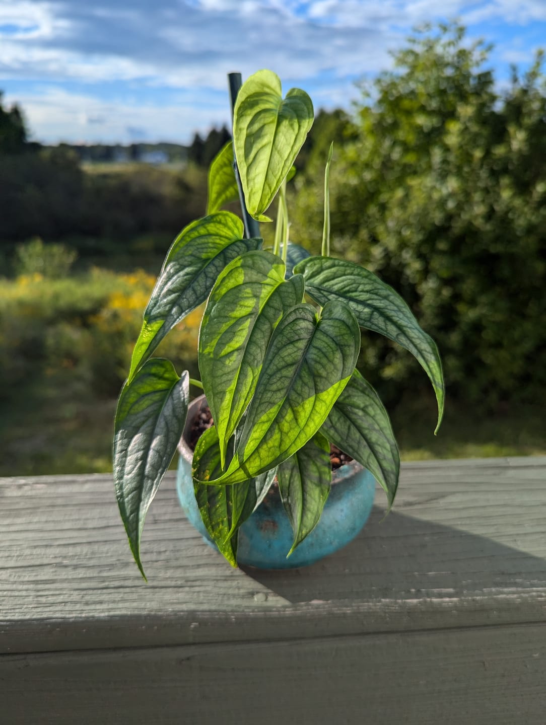 Customer photo review of Monstera siltepecana
