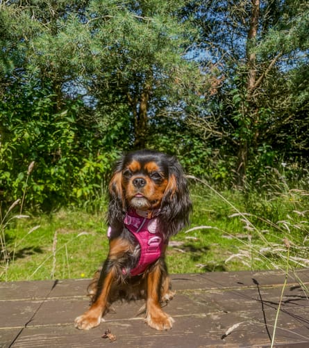 Customer photo review of Tough Trails™ Harness - Walkies Ready® Raspberry Pink