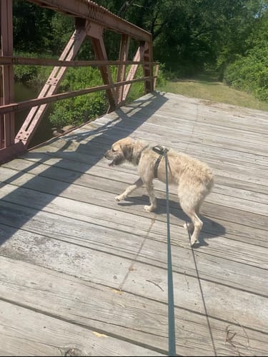 Customer photo review of Biothane Long Line with Detachable Handle