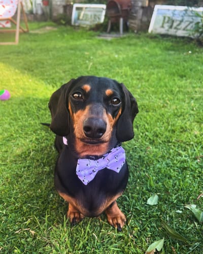 Customer photo review of Bow Tie - Georgina The Giraffe