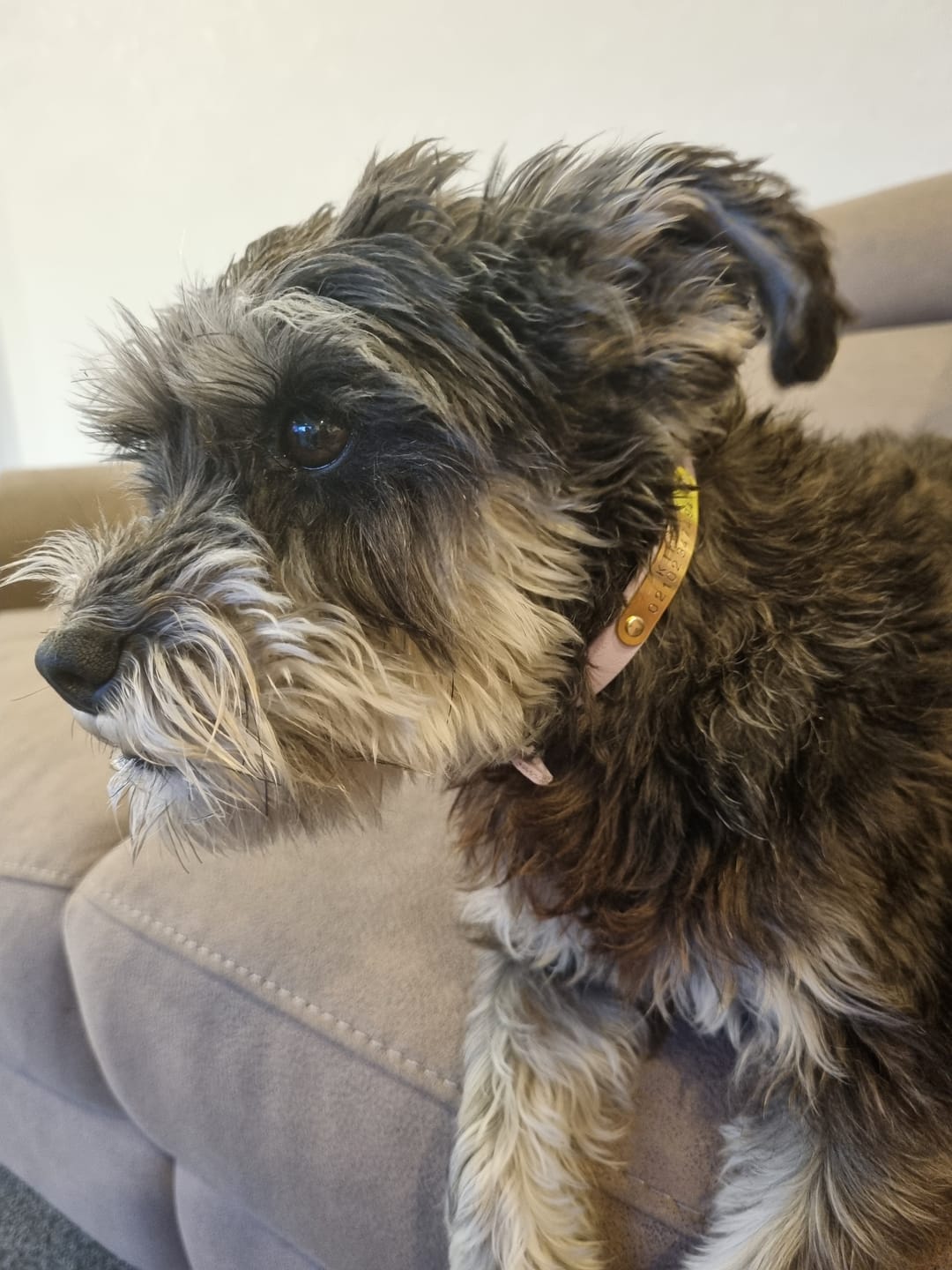 Customer photo review of Classic Buckle Collar - Waterproof BioThane® Custom Dog Collar