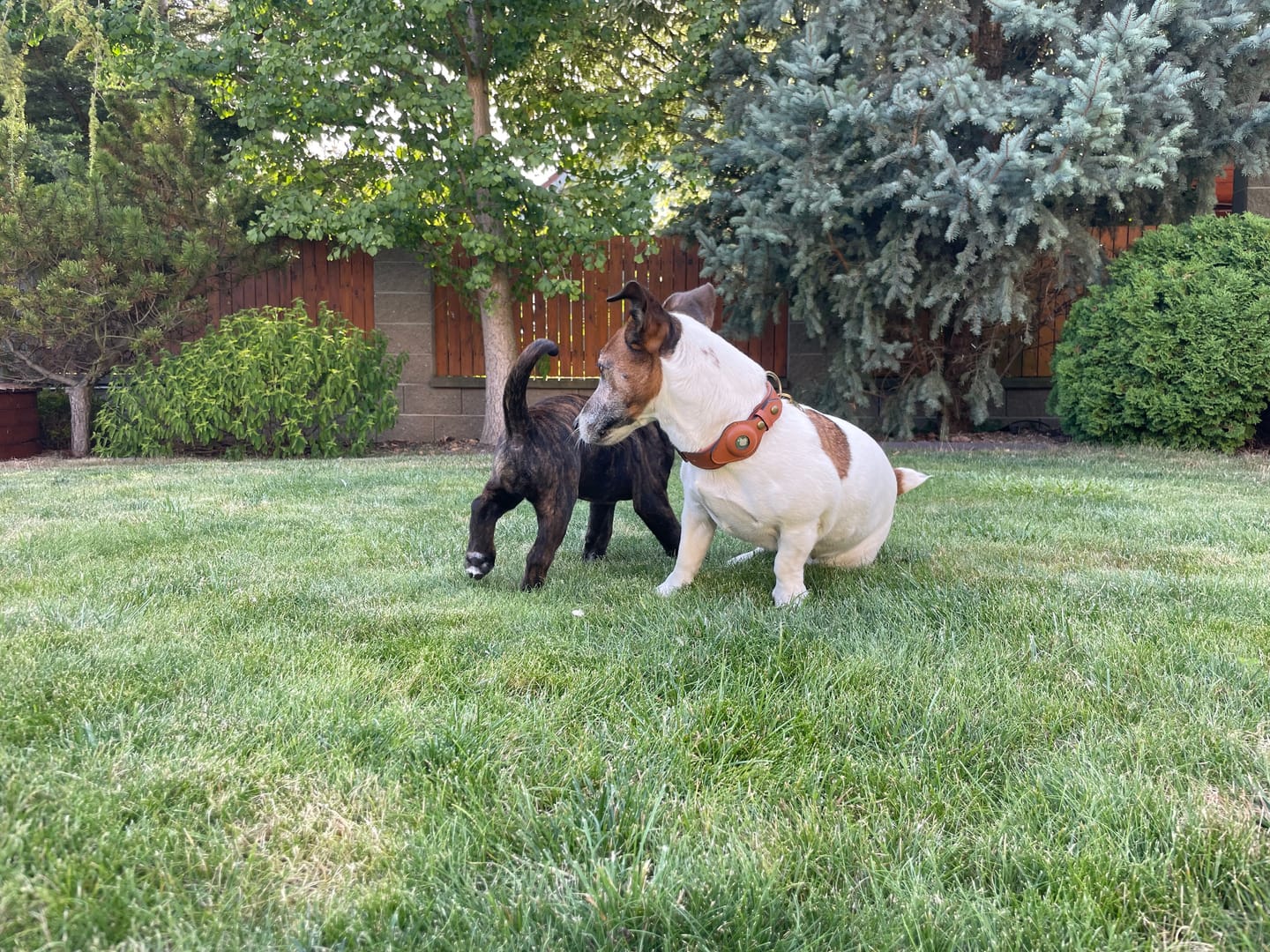 Customer photo review of Keepaws™ Leather AirTag Collar
