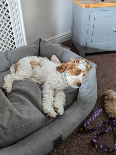 Customer photo review of The Slumber Tray Bed - Oxford Grey