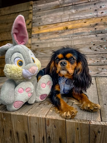 Customer photo review of Disney© Tough Trails™ Harness - Bambi + Friends Blue