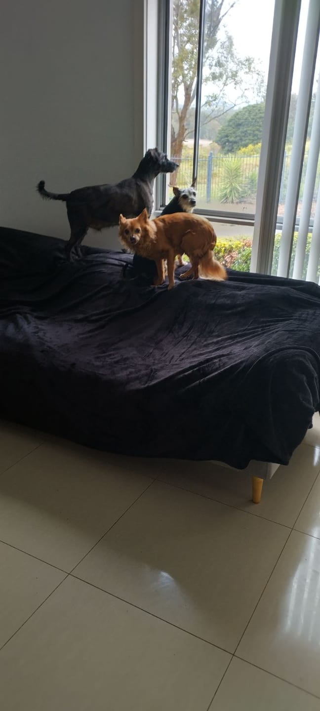 Customer photo review of The Mega Blanket