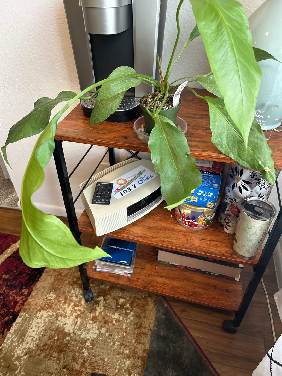 Customer photo review of Anthurium 'Big Red Bird'