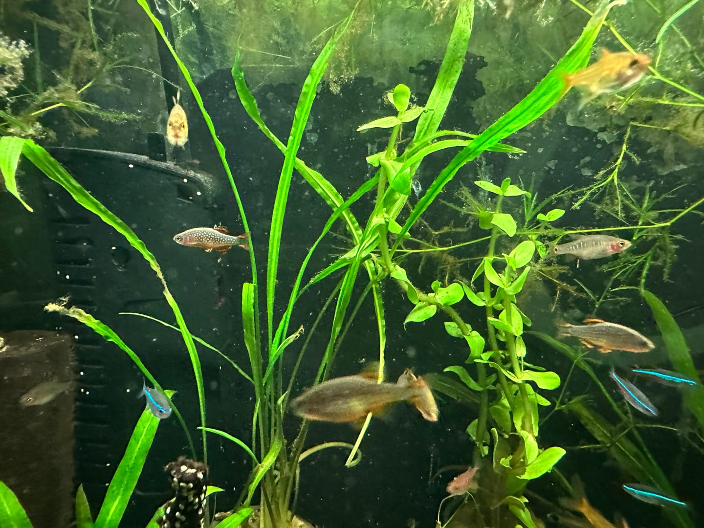 Customer photo review of Cryptocoryne Spiralis
