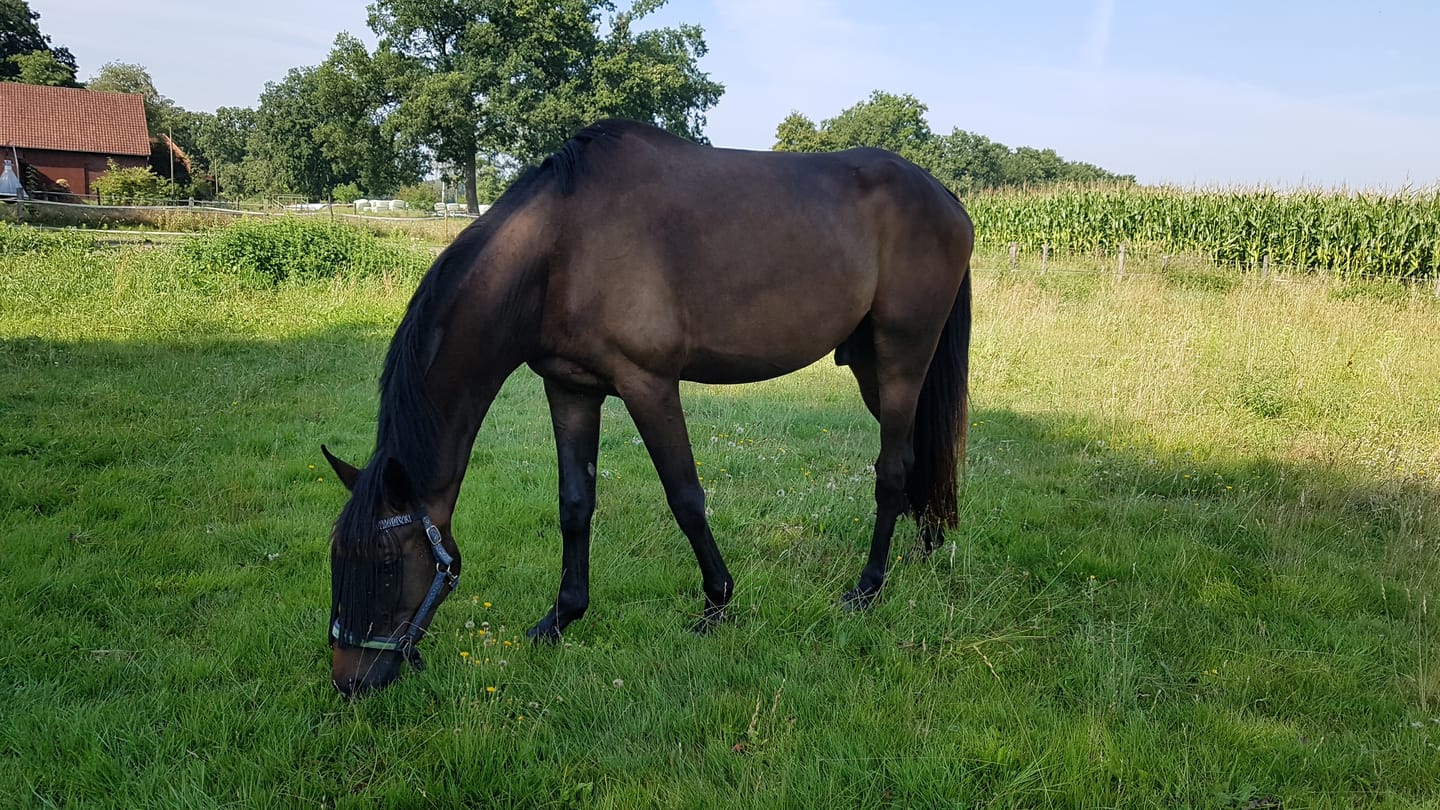 Customer photo review of Kristallkraft Bronchiale