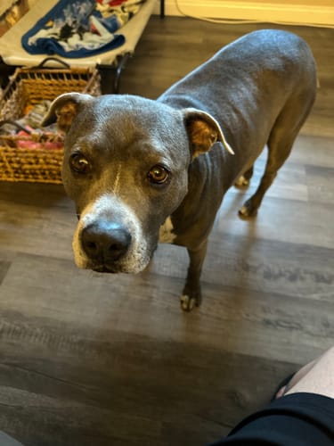 Customer photo review of Wild Salmon CBD Oil : 1 oz - 350 MG : Healthy Hips & Joint Care Formula