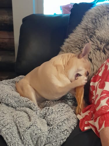 Customer photo review of Kangaroo Skin Twists (10 Pack) Natural Dental Sticks!