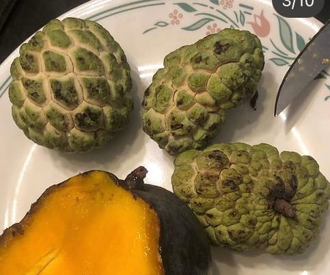 Customer photo review of Sugar Apple (Sweetsop) *Pre-Order*