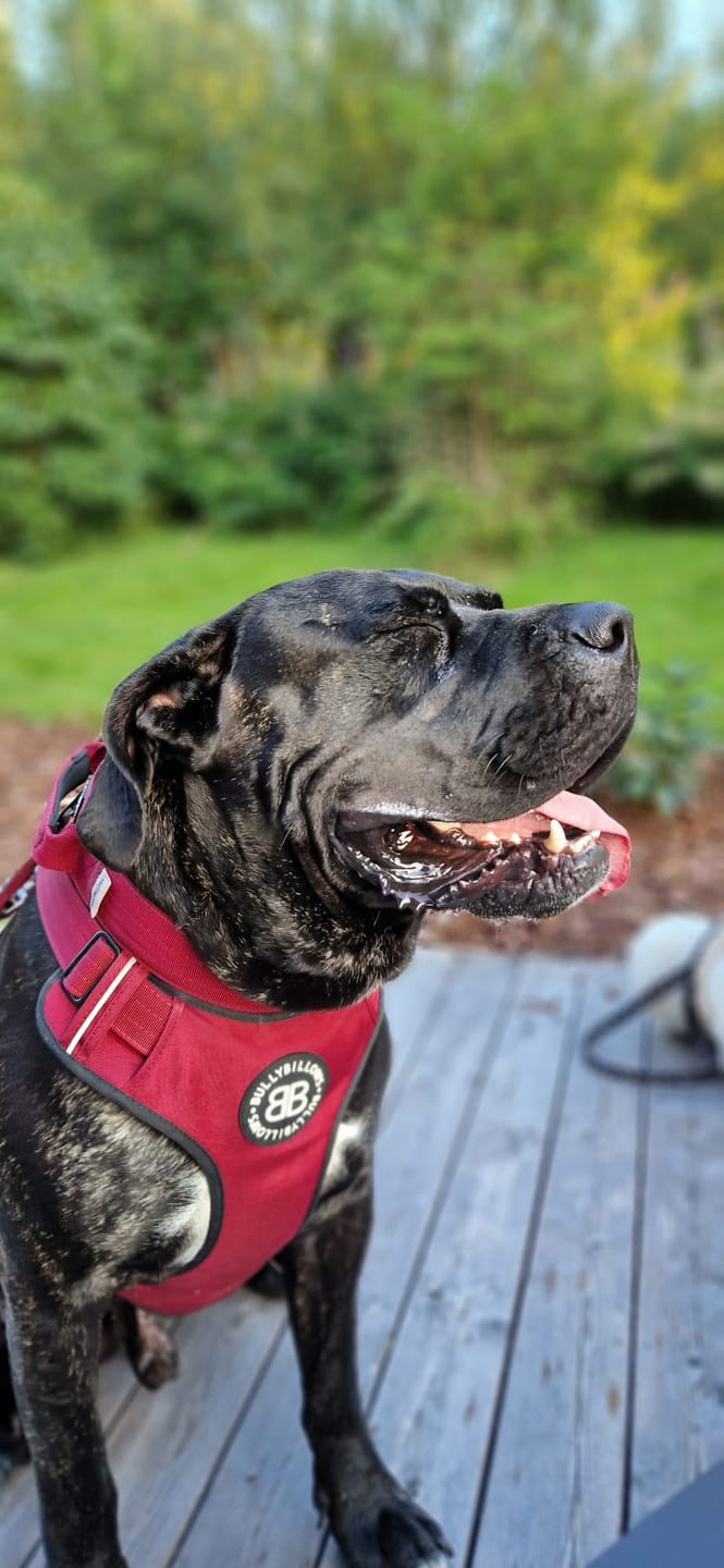 Customer photo review of Premium Comfort Harness | Non Restrictive & Adjustable - Burgundy v2.0