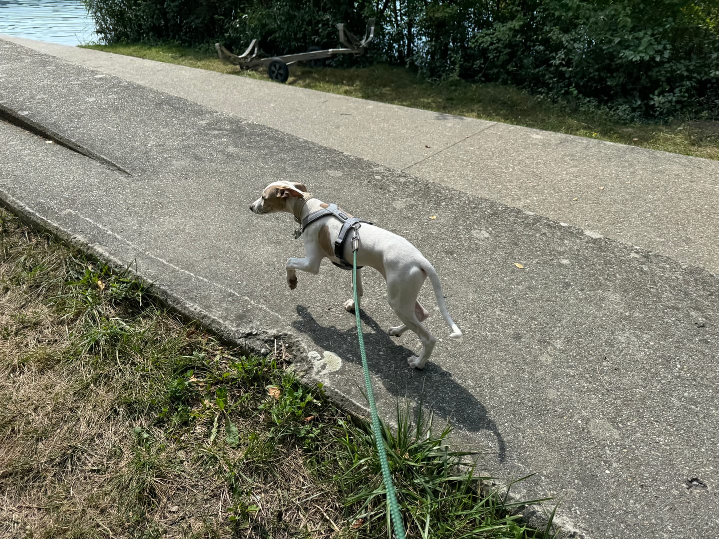 Customer photo review of Hundegeschirr FUN Welpe/Windspiel "Moon Grey"