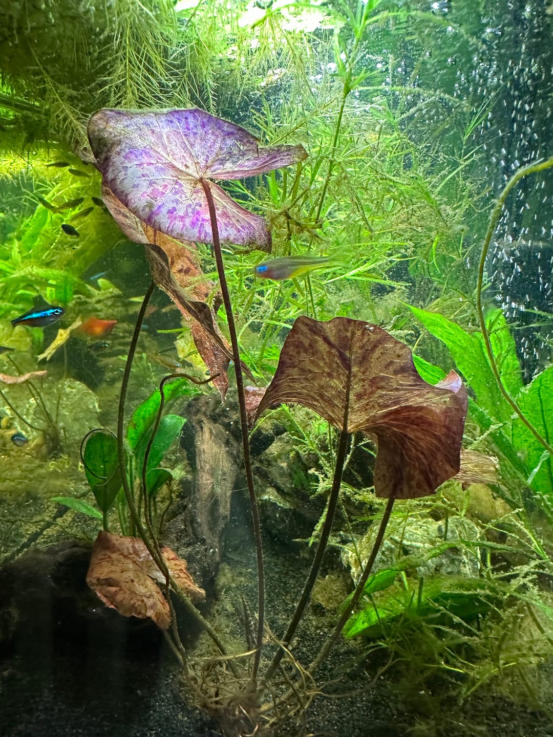 Customer photo review of Red Tiger Lotus "Nymphaea lotus Red" BULB