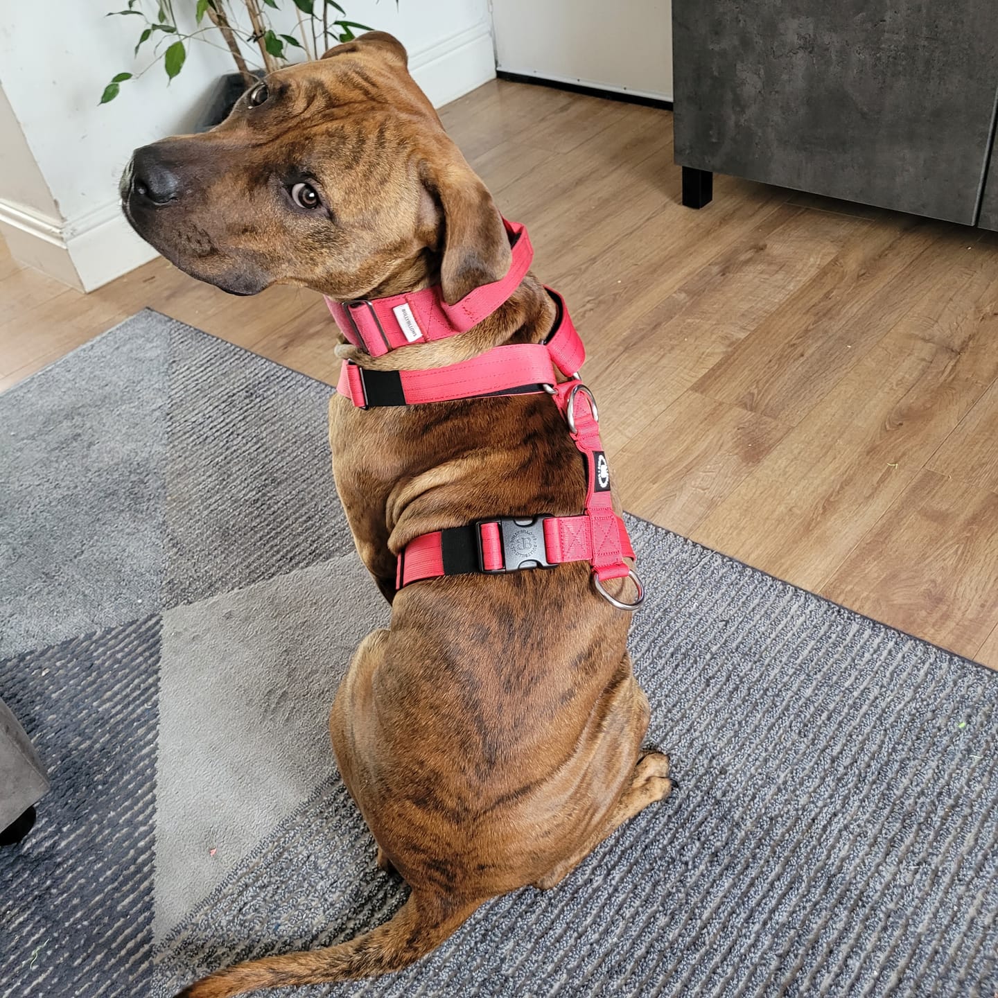 Customer photo review of TRI-Harness® | Anti-Pull, Adjustable & Durable - Dog Trainers Choice - Red v2.0