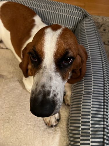 Customer photo review of Shih Tzus