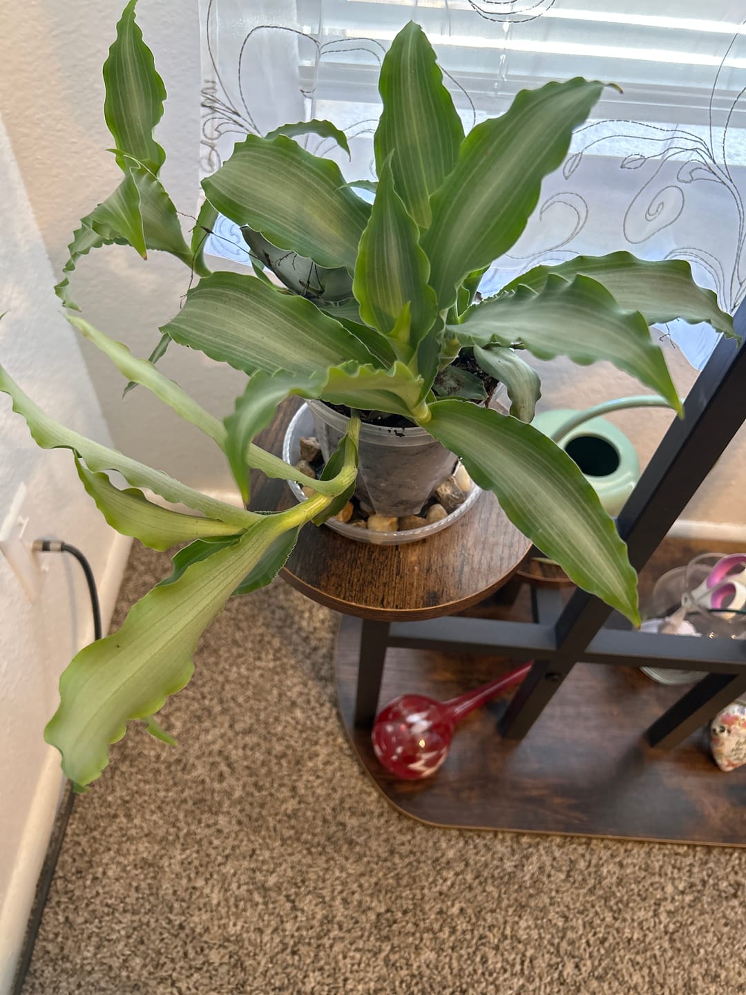 Customer photo review of Murdannia loriformis 'Bright Star'