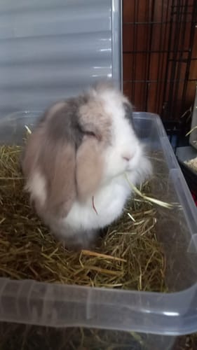 Customer photo review of Timothy Hay Box 'Blend'