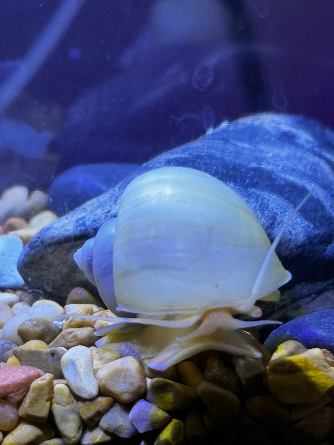 Customer photo review of Ivory Mystery Snail