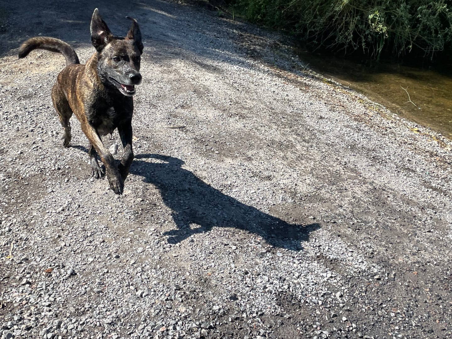 Customer photo review of DNA Test Rassebestimmung Basic Hund