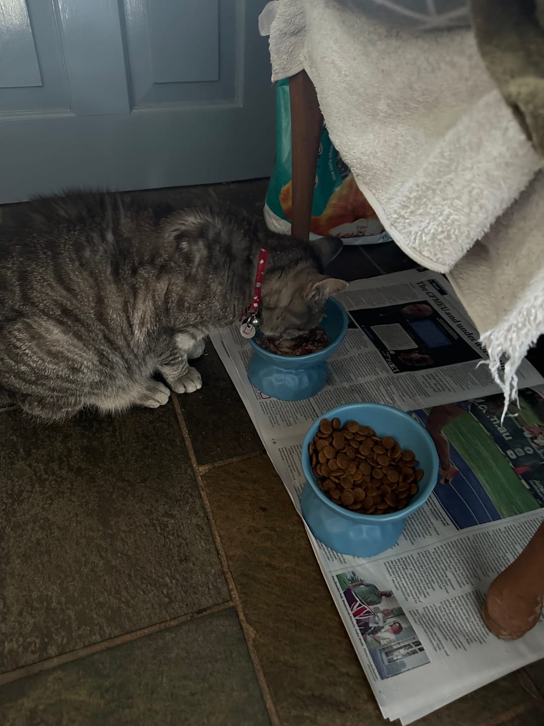 Customer photo review of Tilting Ceramic Cat Bowls With Uneven Texture