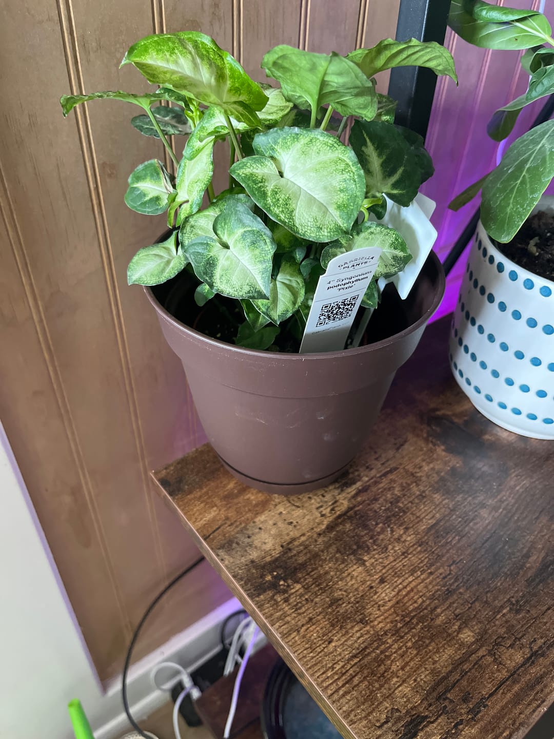 Customer photo review of Syngonium podophyllum 'Pixie'
