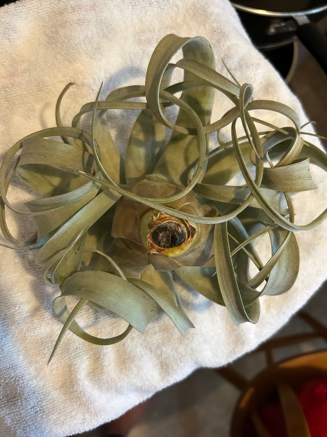 Customer photo review of Xerographica Thick Leaf Form  *Cannot Be Shipped Internationally*