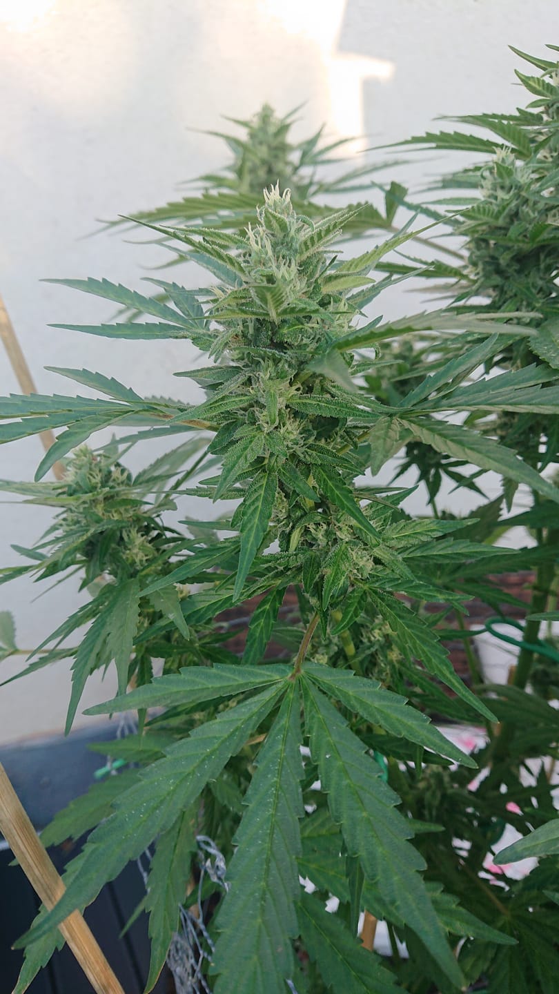 Customer photo review of Purple Haze 040 Cannabis Samen - Extra Strong - Feminisierte Autoflowering Samen