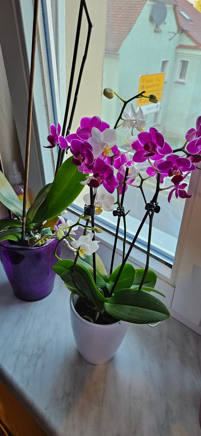 Customer photo review of Cocktail Orchideen im 2er Set mit Keramik
