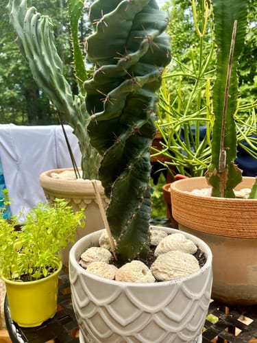 Customer photo review of Spiral Cactus | Cereus forbesii Spiralis