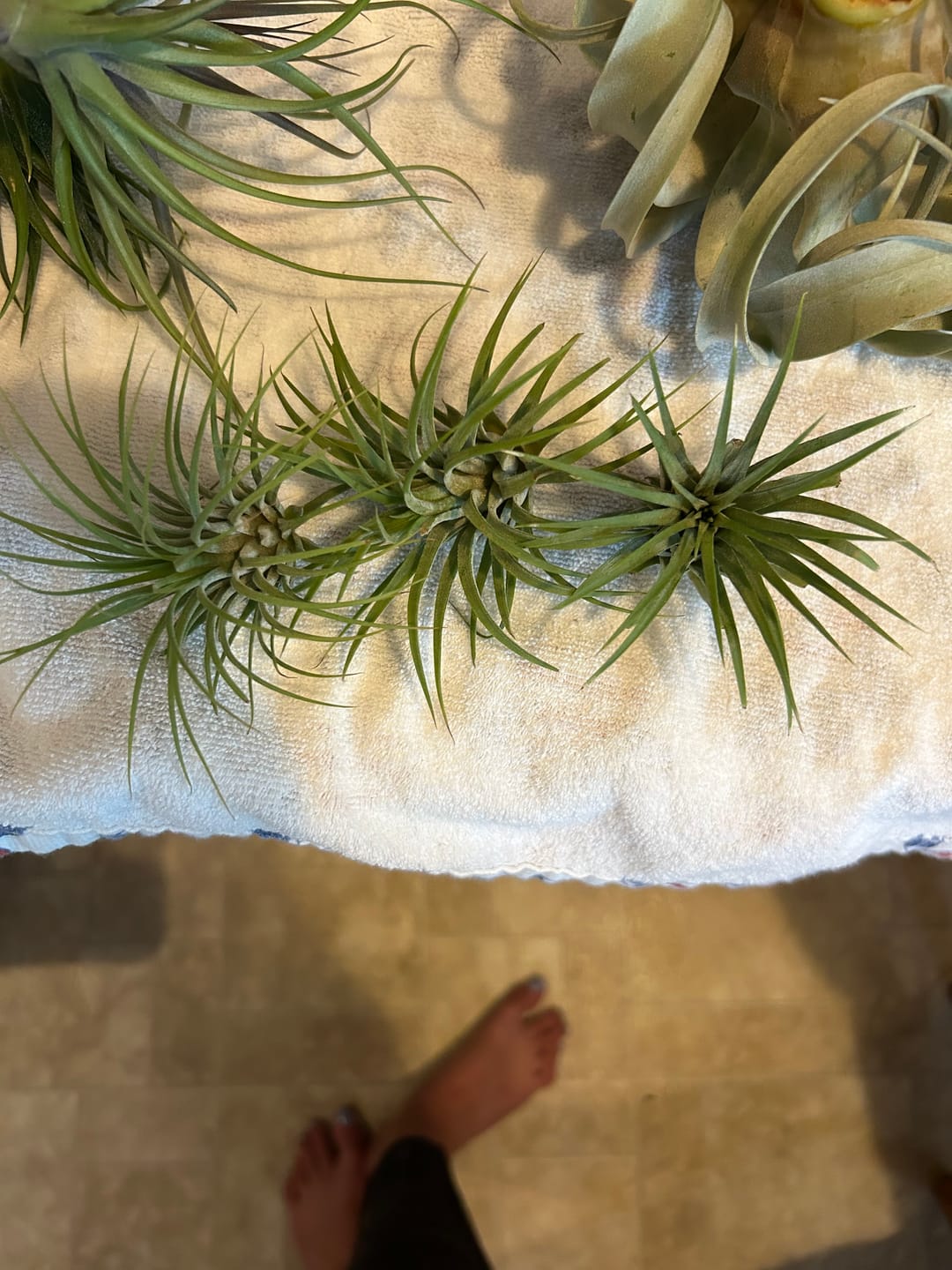 Customer photo review of B Quality Ionantha Variety 3 Pack  ($0.75 Per Plant)