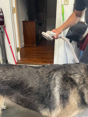 Customer photo review of Indigo Pet Grooming Kit