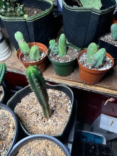 Customer photo review of Penis Cactus | Short Form | Trichocereus bridgesii monstrose