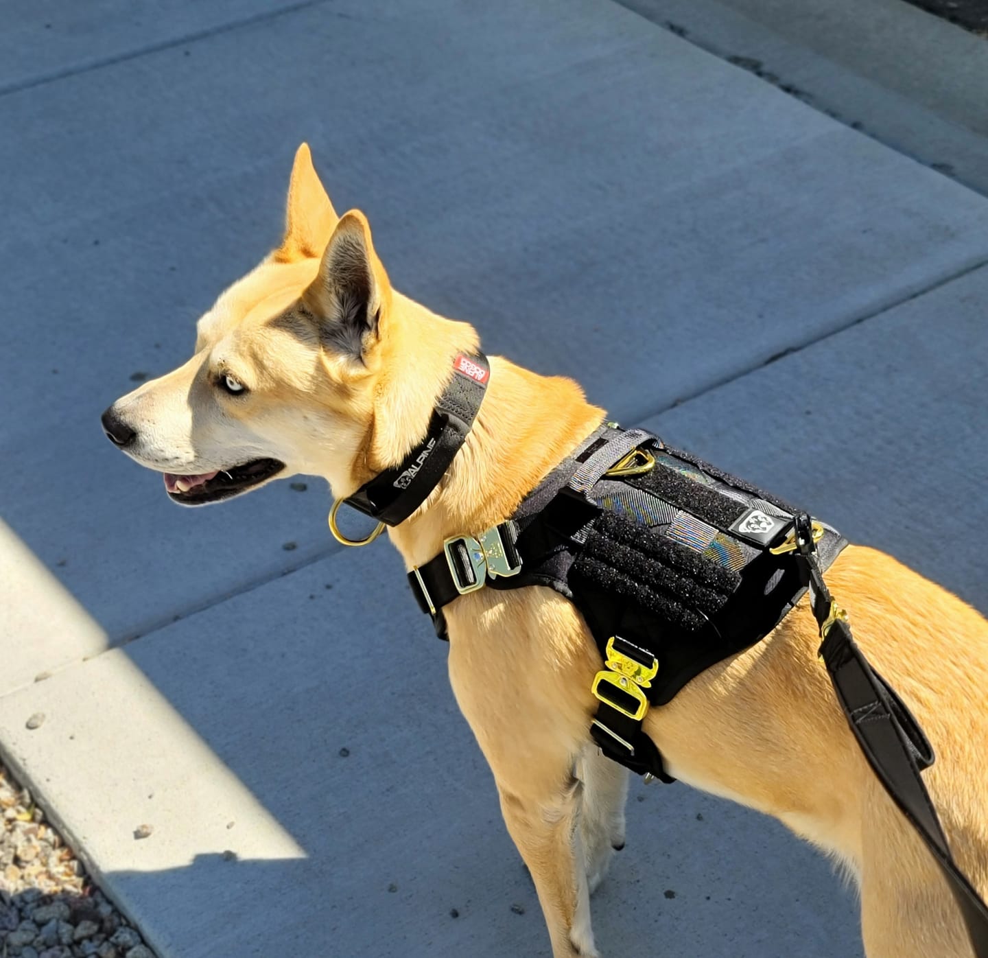 Customer photo review of HNTR 3.0 Dog Harness - Noir