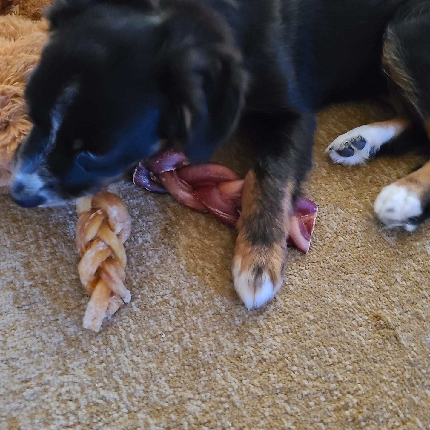 Customer photo review of 6 Inch Monster Braided Bully Stick